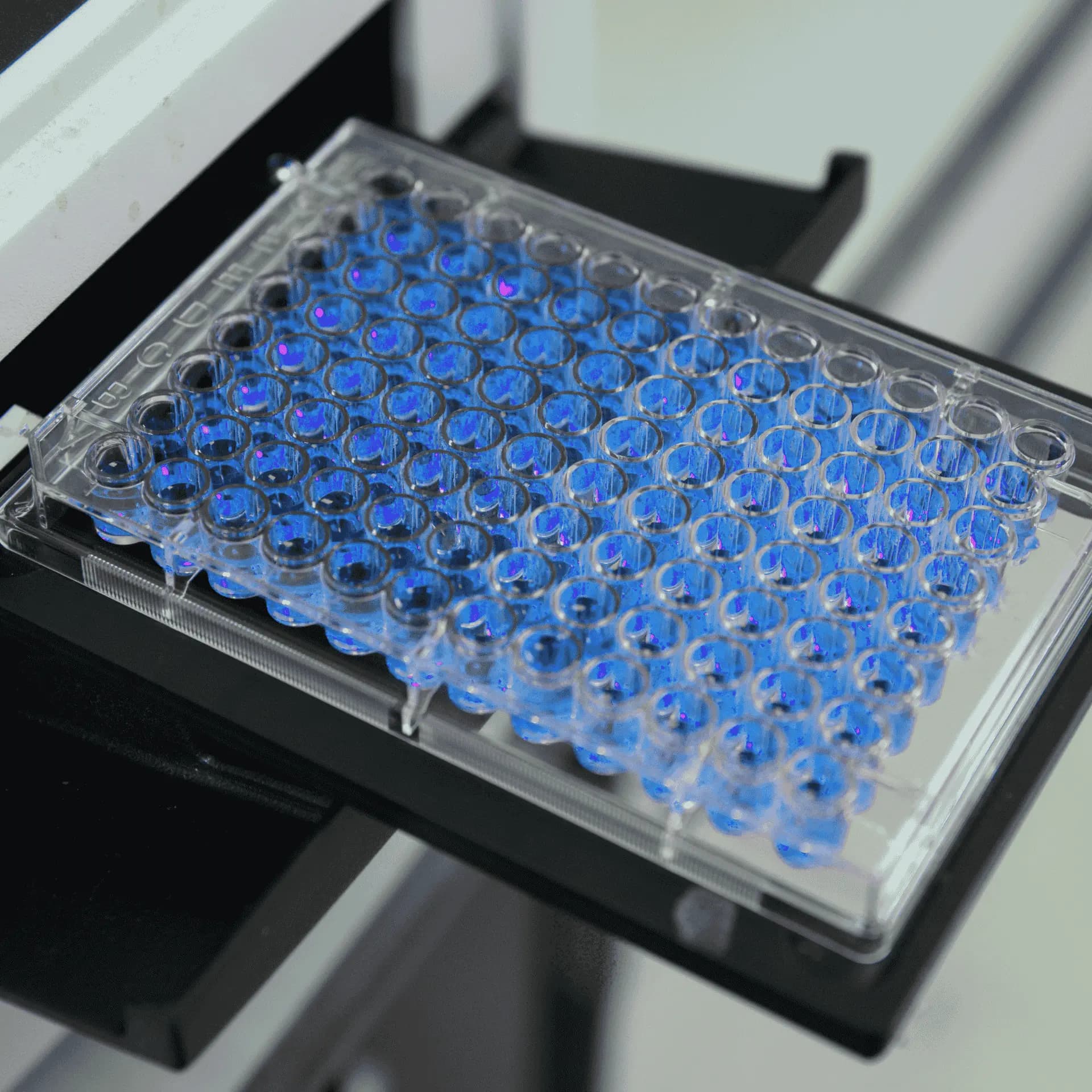 Bluetongue ELISA test